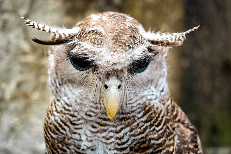 Burung Hantu, Tebing Breksi