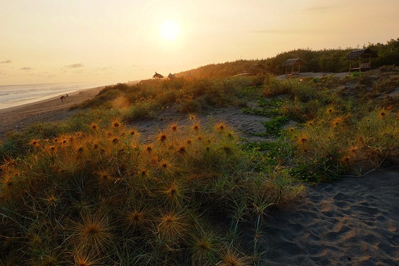 Pantai Cemara Sewu