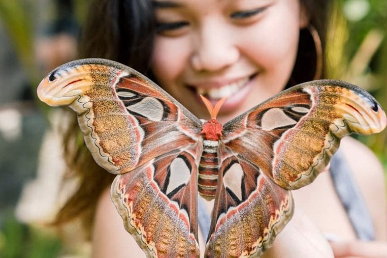 Bali Butterfly Park