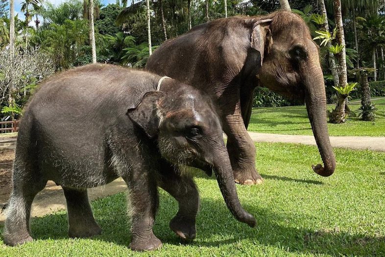 Elephant Safari Park, Bali