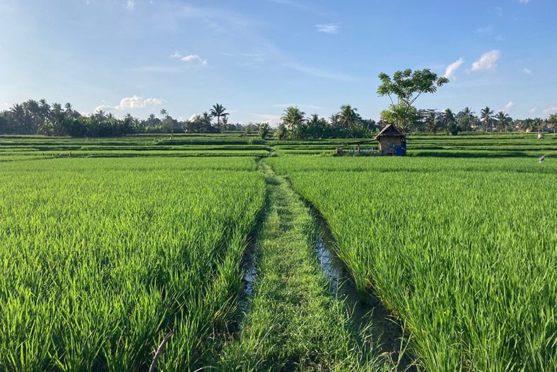 Kajeng Rice Field, Bali