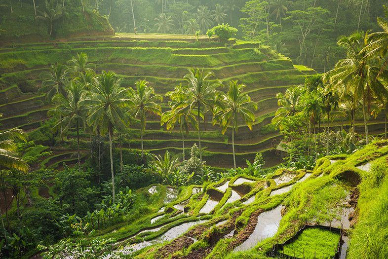 Tegallalang Rice Terraces, Bali