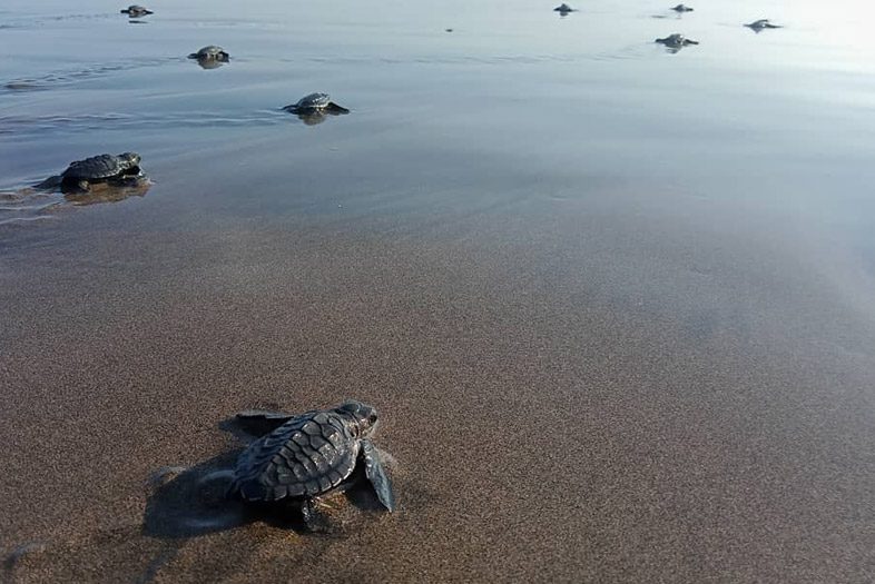 Turtle Conservation and Education Center, Bali