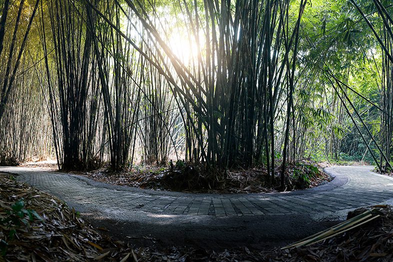 Desa Penglipuran Bamboo Forest