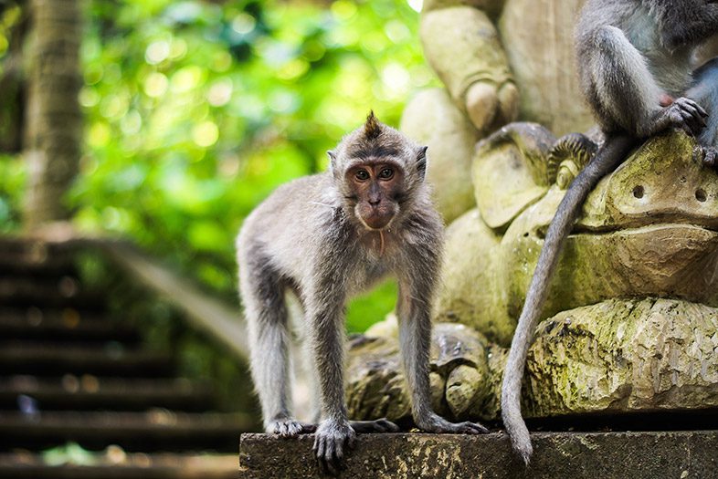 Ubud Monkey Forest