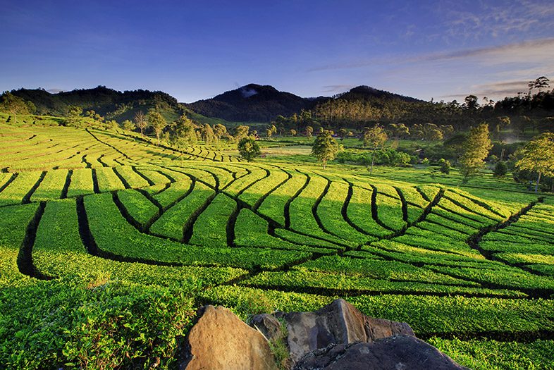 Perkebunan Teh Rancabali