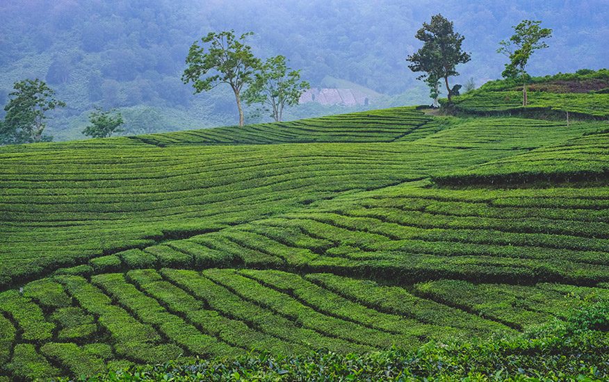 Teh Ciater, Bandung