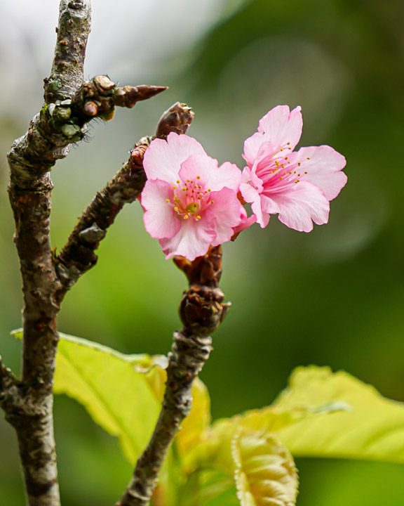 Taman Sakura Cibodas, Puncak Bogor