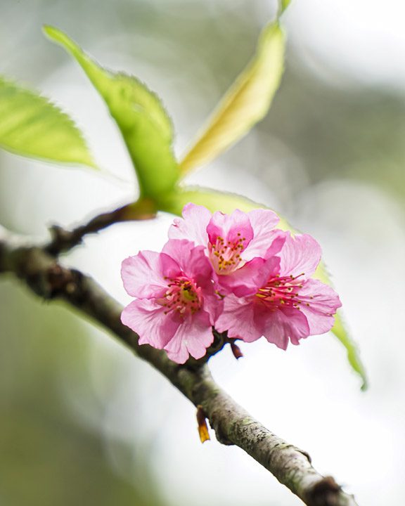 Taman Sakura Cibodas, Puncak Bogor