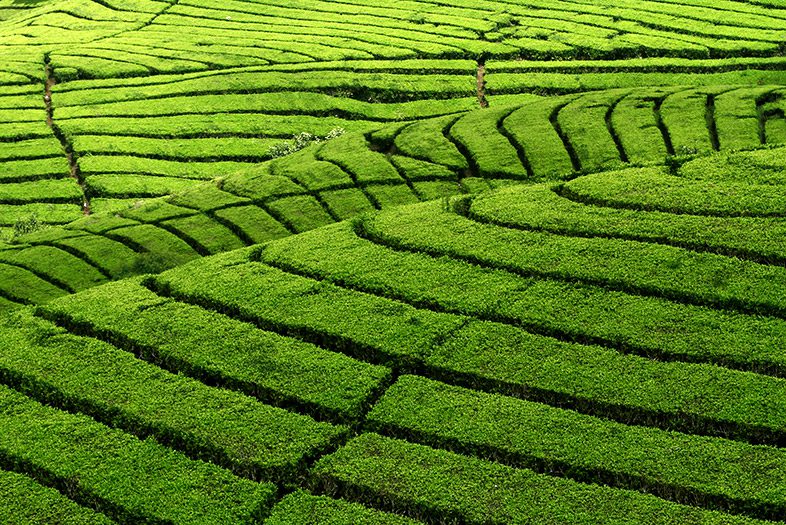 Kebun Teh Malabar, Bandung