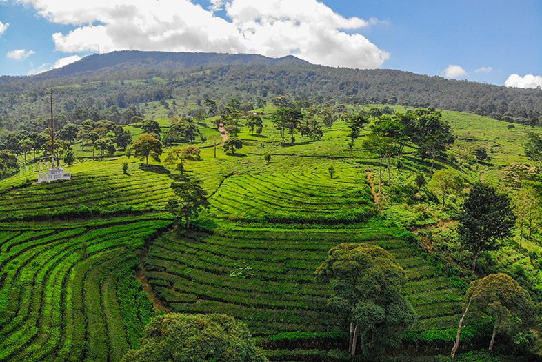 Kebun Teh Sukawana, Bandung